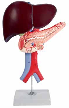 Liver, Pancreas and Duodenum